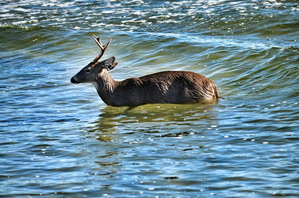 Where did the Jersey Shore deer go? Don&#8217;t worry — they like to swim!
