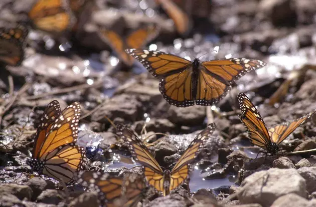 Monarch butterflies march through Jersey Shore