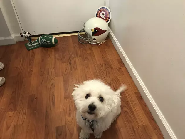This dog can sniff out a winner! Fluffy&#8217;s Football Forecast: Eagles-Cardinals
