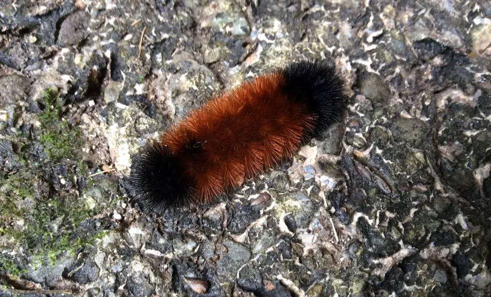 The Woolly Bear Caterpillar and NJ Winter Weather