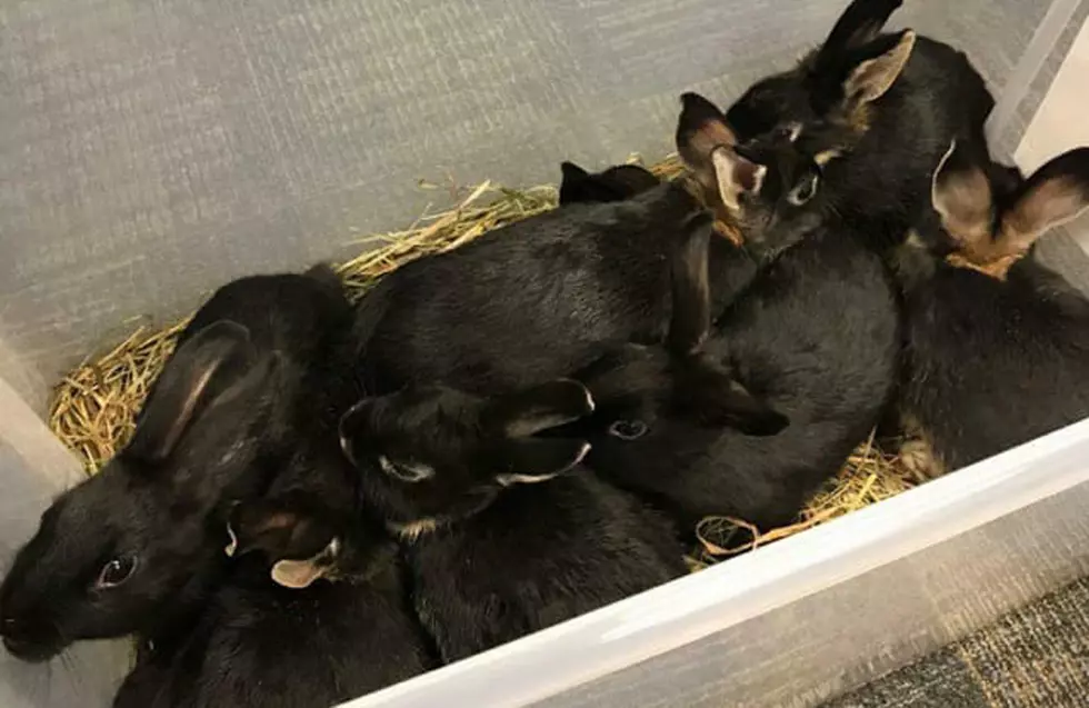 Cops rescue box of bunnies after car hits deer on Route 80