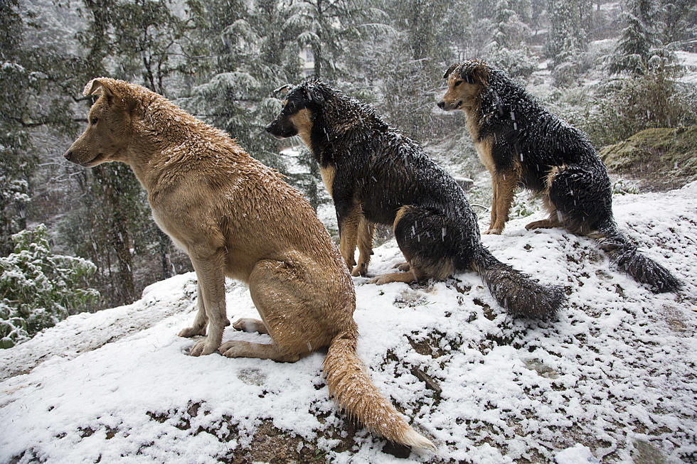 NJ law: Don&#8217;t leave your pets out in the cold