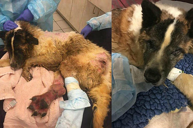 Mud-covered, hurt dog dropped off mysteriously — then put down