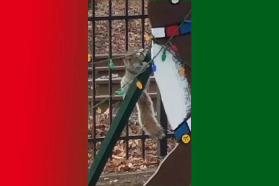 Squirrel! Cams catch 'vandal' who knocked out Christmas lights