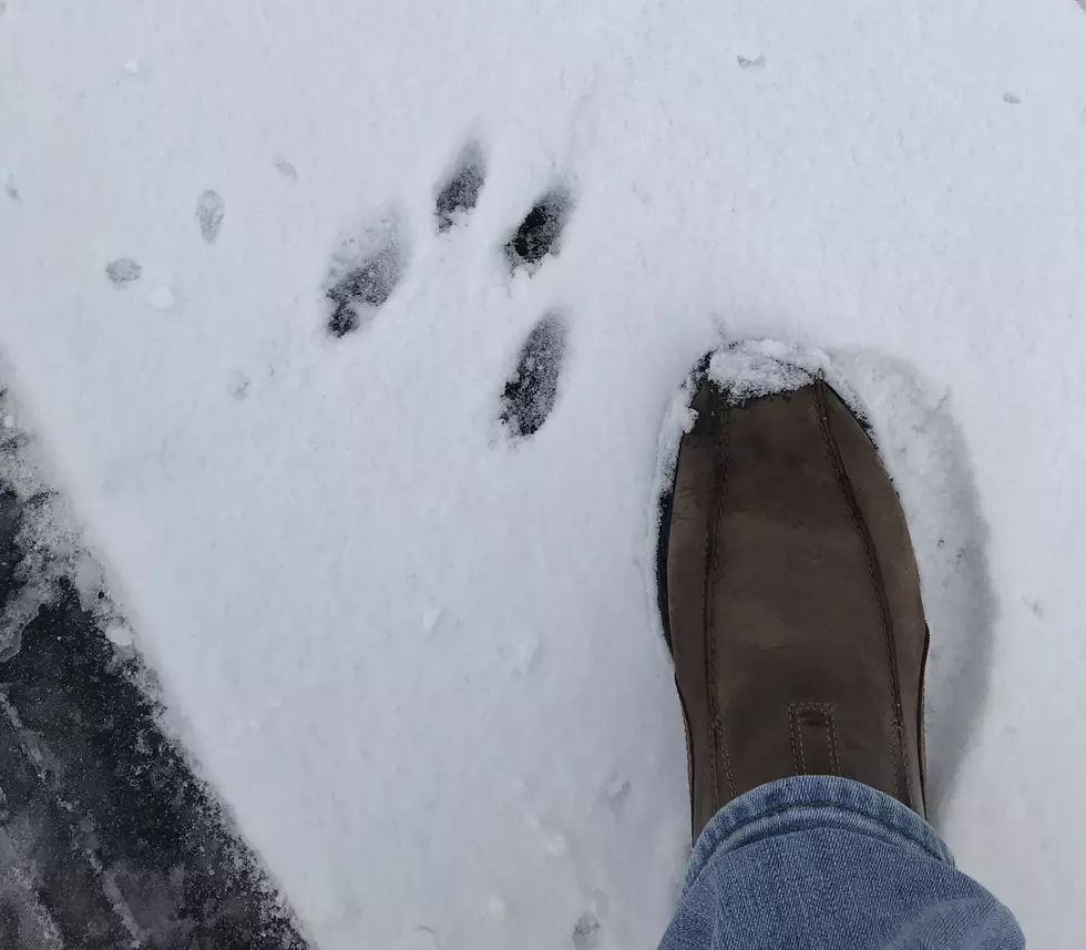 What animals left these tracks on my driveway?