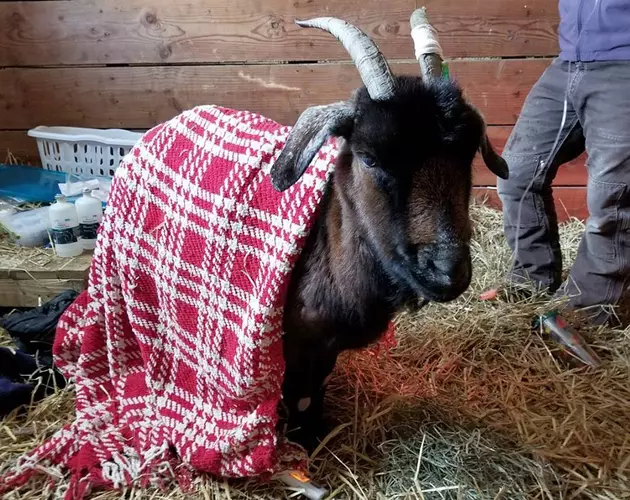 Goat wandering NJ almost dies in freezing cold — Finds warm home at sanctuary