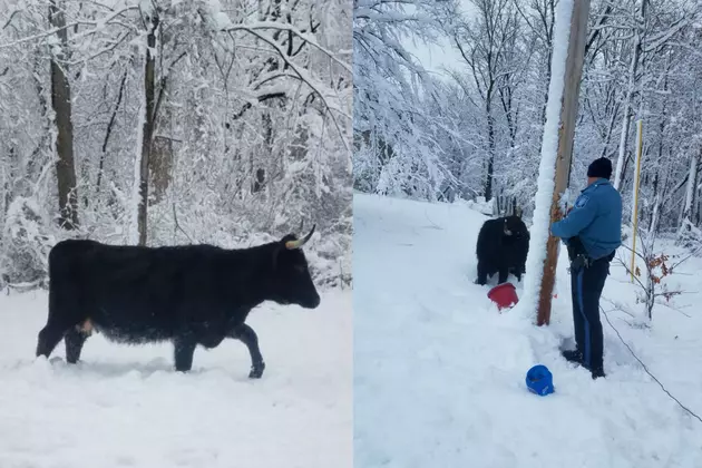 500-pound bull found wandering through Howell snow