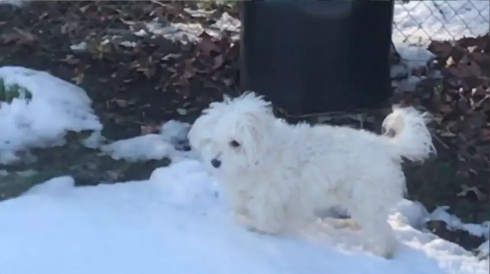 Fluffy the snow dog brightens Trev's day from Hell