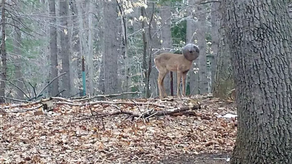 Deer rescued after glass bowl gets stuck over its entire head