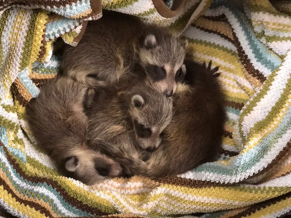 Raccoon family rescued from inside Long Branch library walls