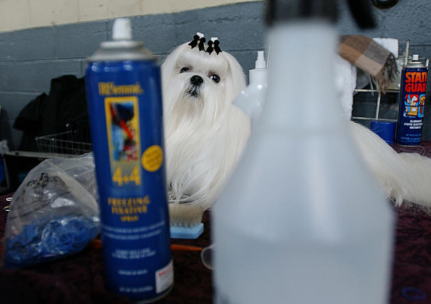 After Dogs Die at PetSmart, NJ May Require Groomer Licenses
