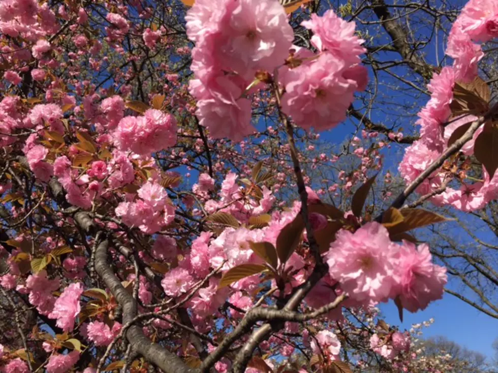 NJ has the largest collection of cherry blossoms&#8230; WHERE?