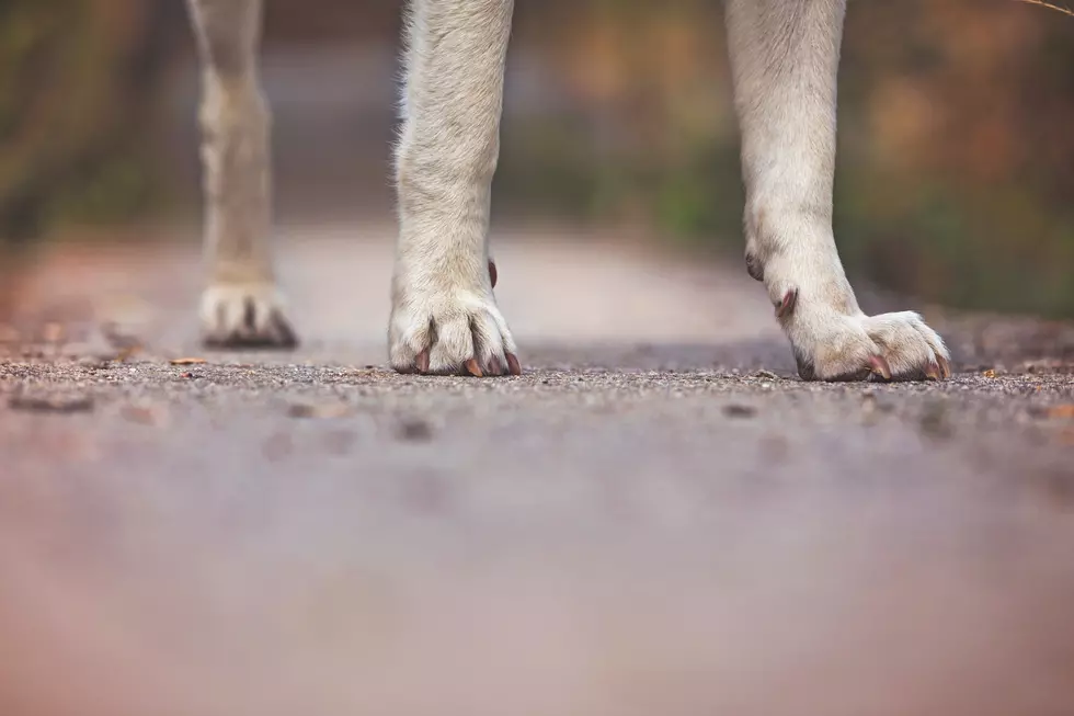 Dead dog dumped in purple luggage in Warren County