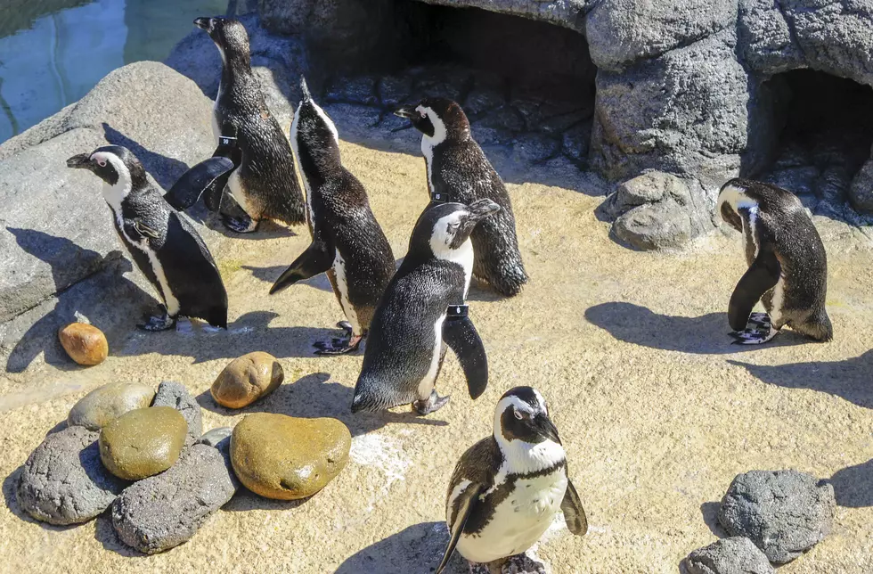 Bill Doyle checks out the new and improved Penguin Park in Camden