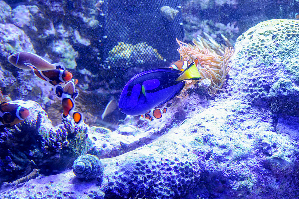 Adventure Aquarium up for best in the nation