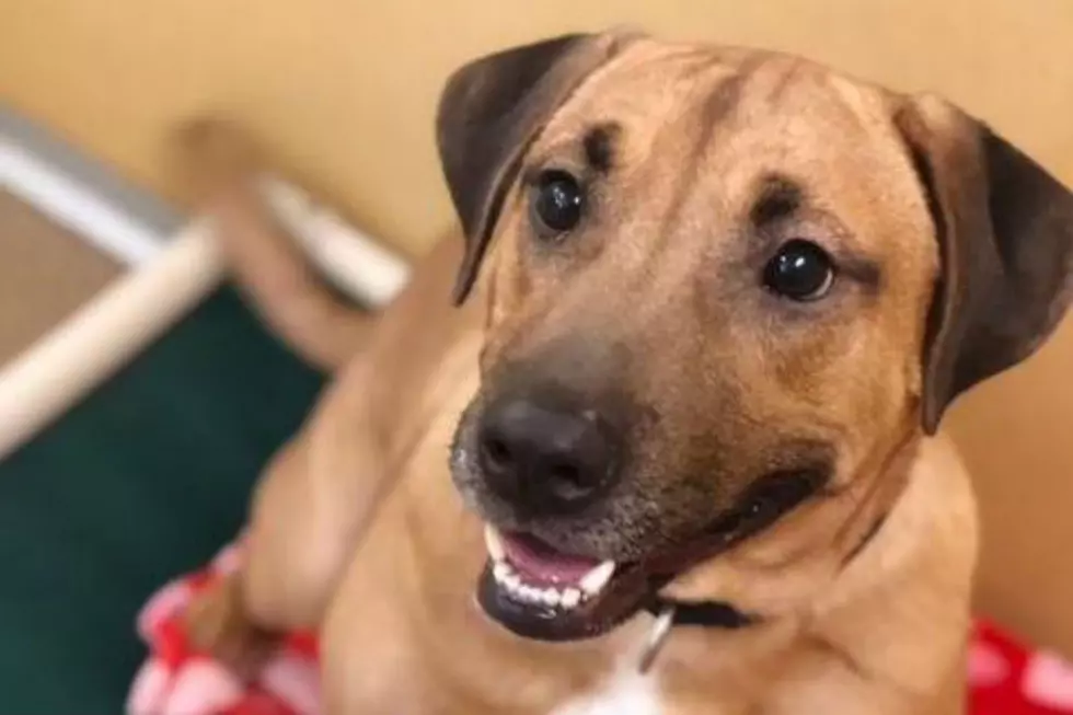 Adoption Monday: Have a ball with Theo this spring