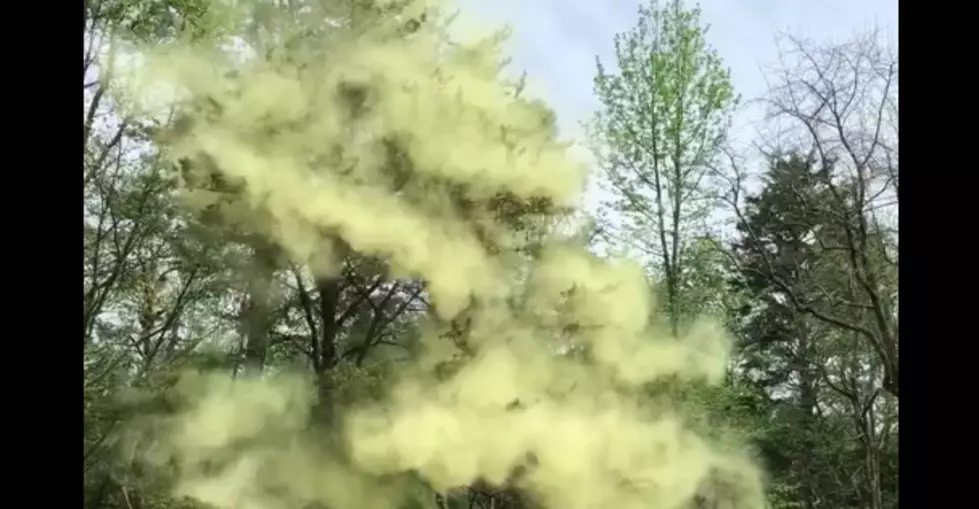 A single NJ tree’s incredible pollen storm caught on video