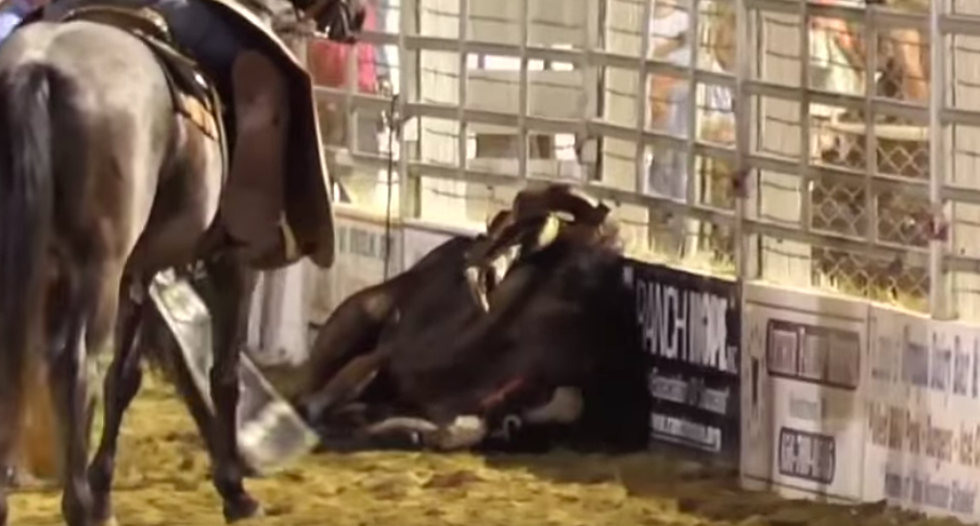 Horse dies at NJ rodeo — animal group slams ‘cruelty’ on video
