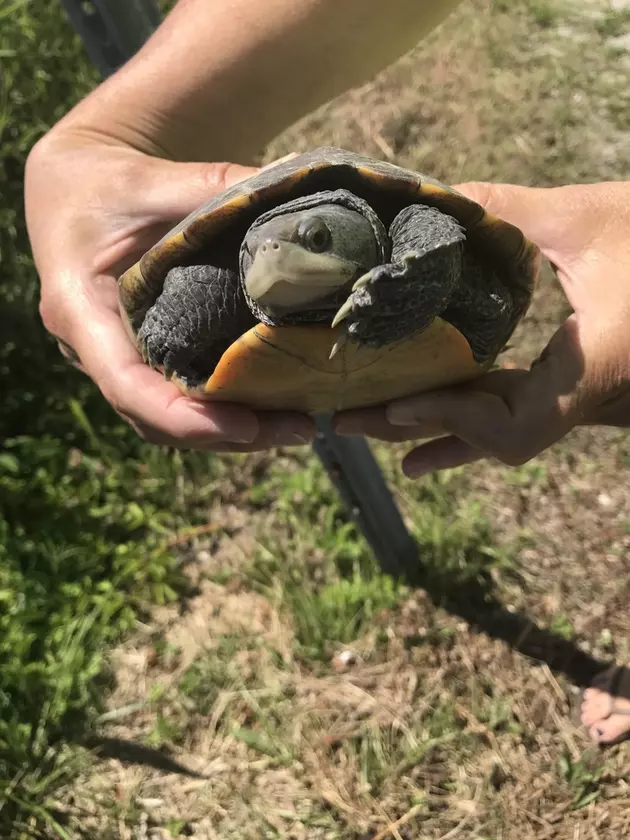 Wanna save turtles? There&#8217;s a spot for you in Margate this weekend