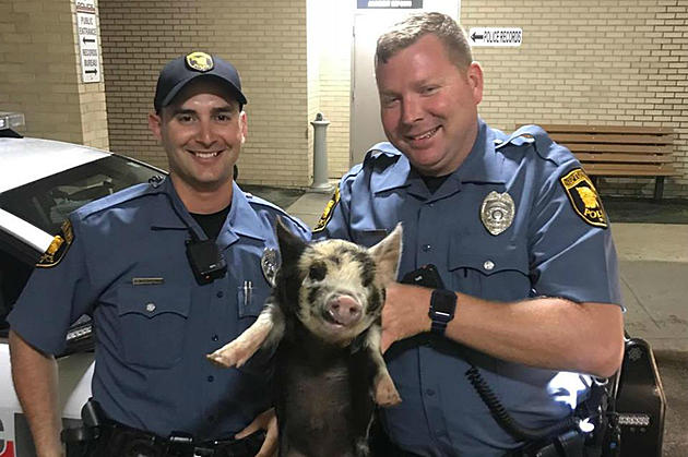 Neptune cops rescue pig, give it the most Jersey name