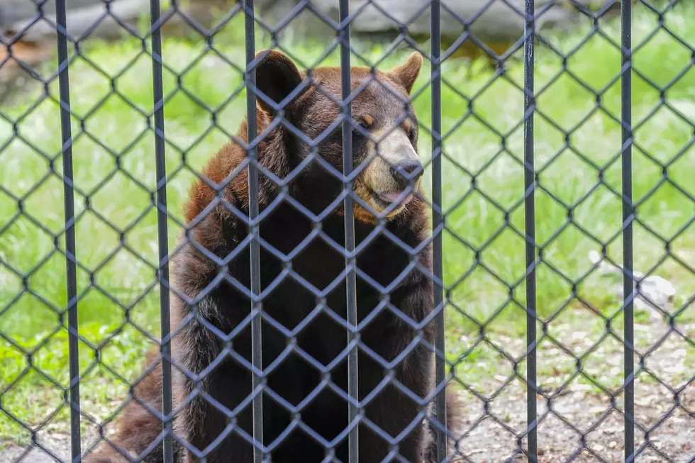 The Popcorn Park Zoo Is Open