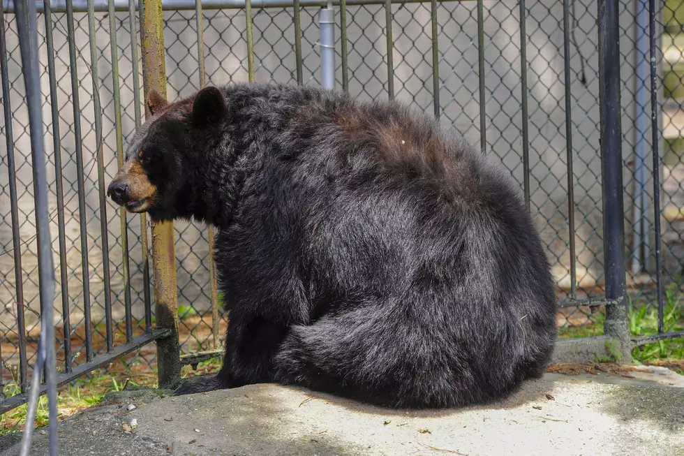 Walk and talk and drink beer and wine with the animals at NJ refuge