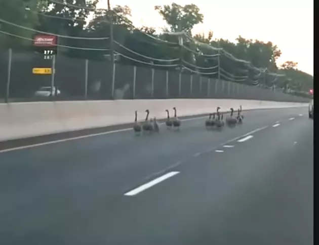 Car Runs Over Geese Family on Route 1 — Should Driver be Charged?