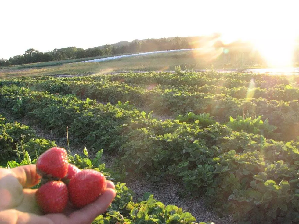 The hard work and costs involved with running an organic farm in NJ