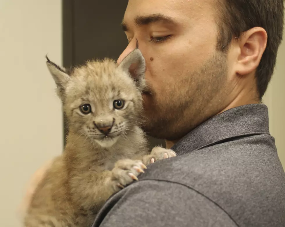 Six Flags welcomes the cutest animals you’ll ever see