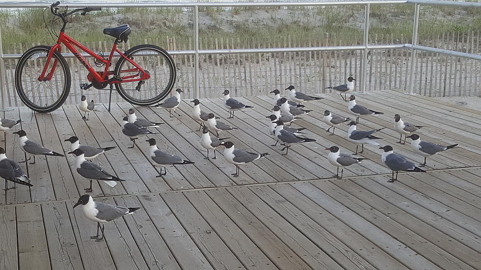 Hawks, Owls, Falcons Will Be Used to Scare-off Seagulls in Ocean City