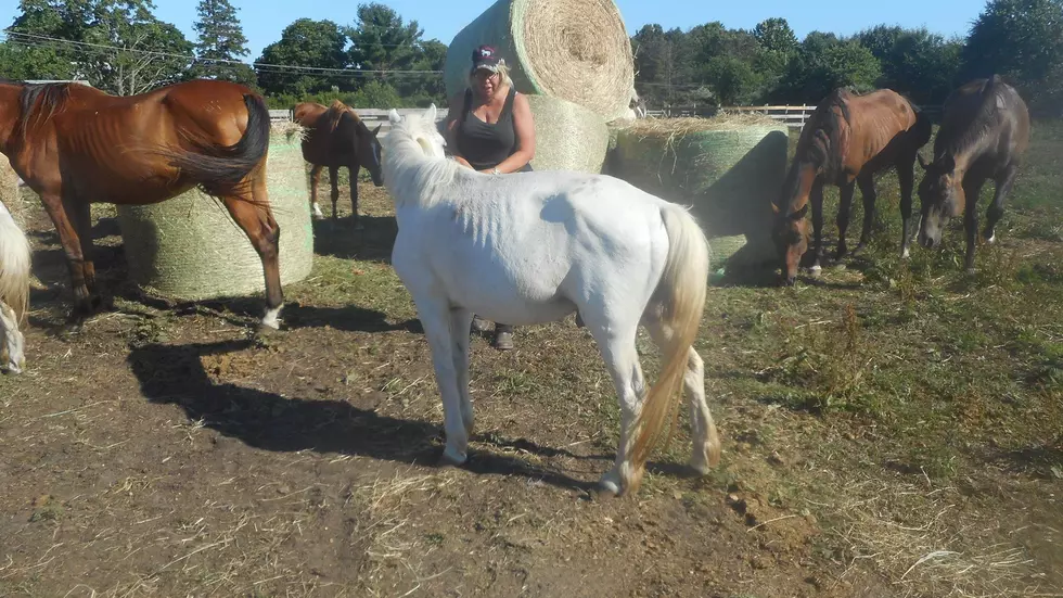 Activist Shocked at South Jersey Horse Farm