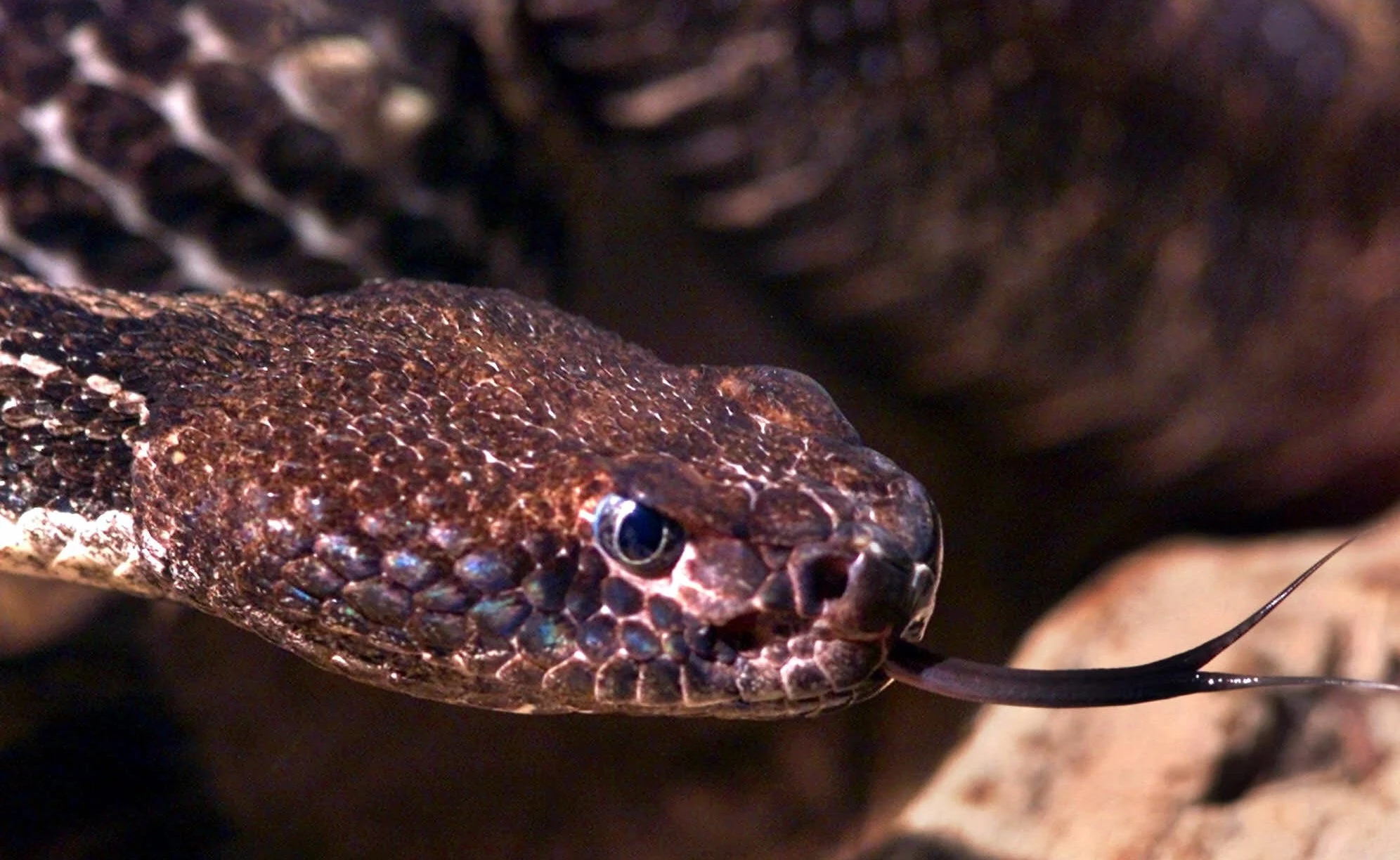 Venomous snakes in New Jersey (Actual snakes, not politicians)