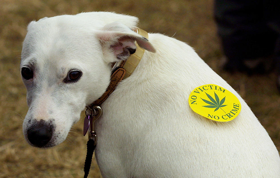 NJ vets say too many dogs are getting high from marijuana