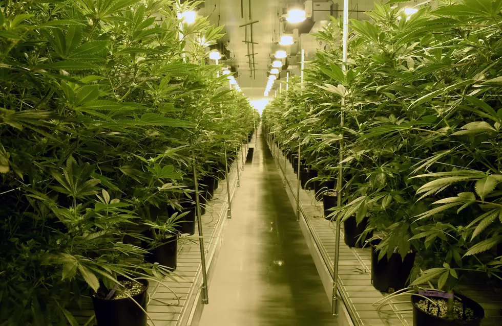 NJ plans to add 100+ new medical marijuana businesses