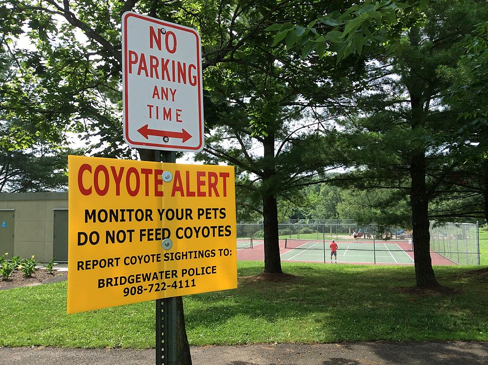 Beware of New Jersey Coyotes