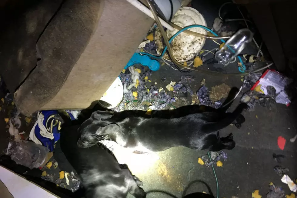 Dogs in filth, missing body parts — NJ man charged with felony abuse