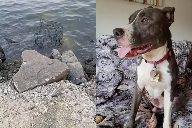 Who left this little pit bull to drown in a cage along the ocean?