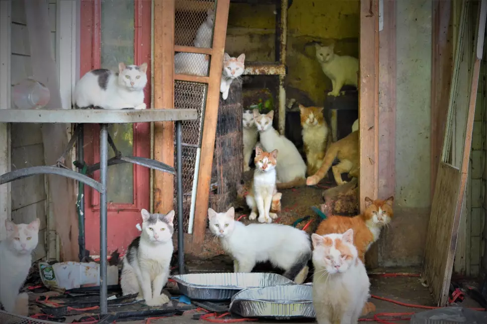 170-plus cats looking for homes after massive NJ hoarding case