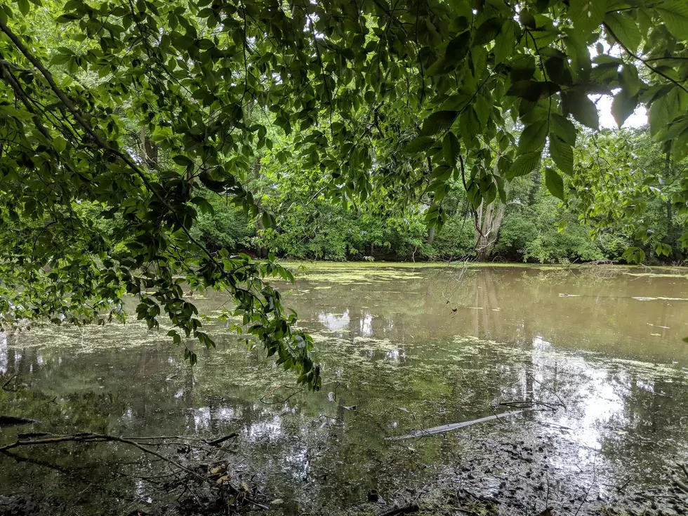 Possible Algae Bloom at These Jersey Shore Bodies of Water