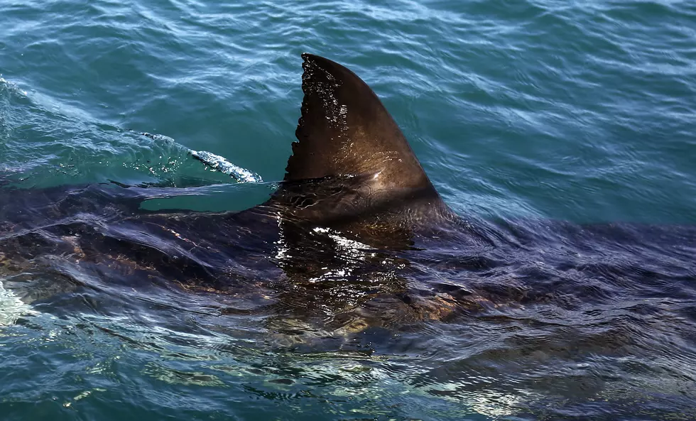 Lifeguard saves shark in Belmar