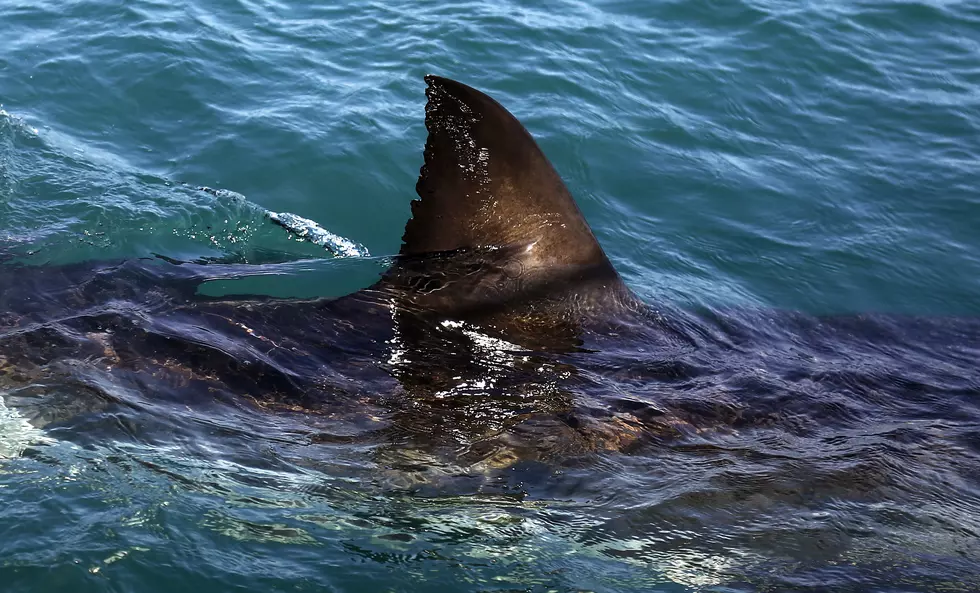 Lifeguard saves shark in Belmar 