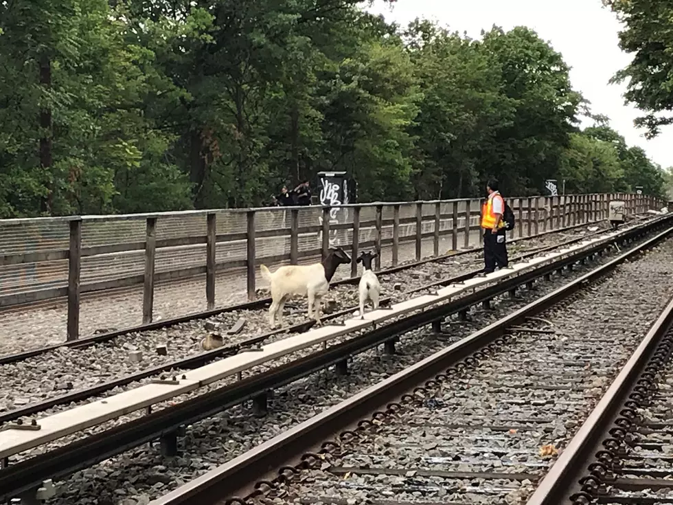 NJ&#8217;s Jon Stewart helps herd goats found on subway
