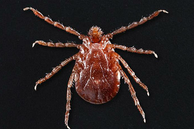 New techniques can detect Lyme disease faster — and accurately