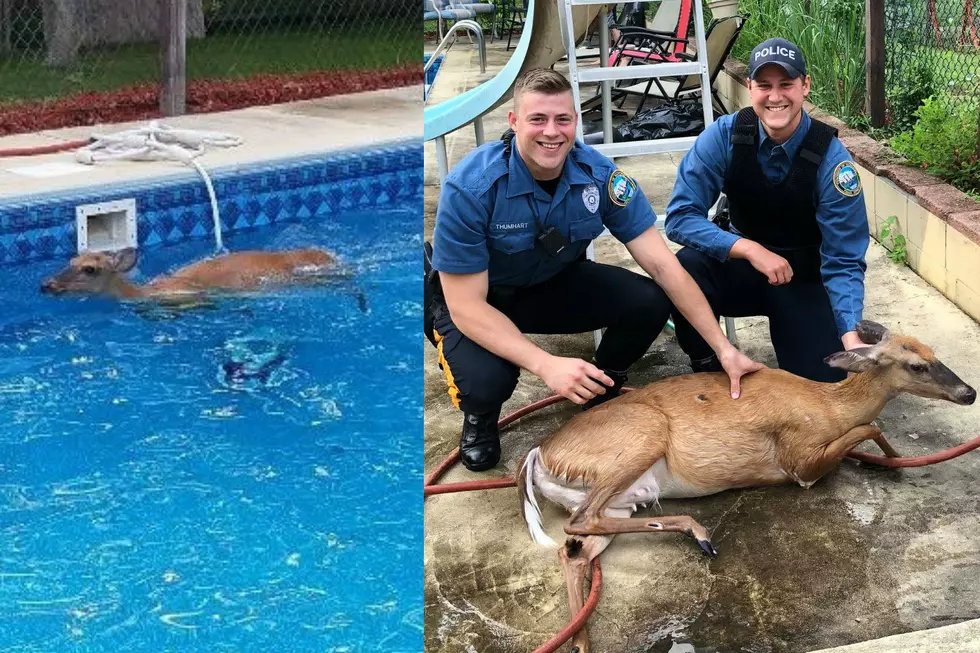 Even New Jersey deer need a dip in the pool now and then