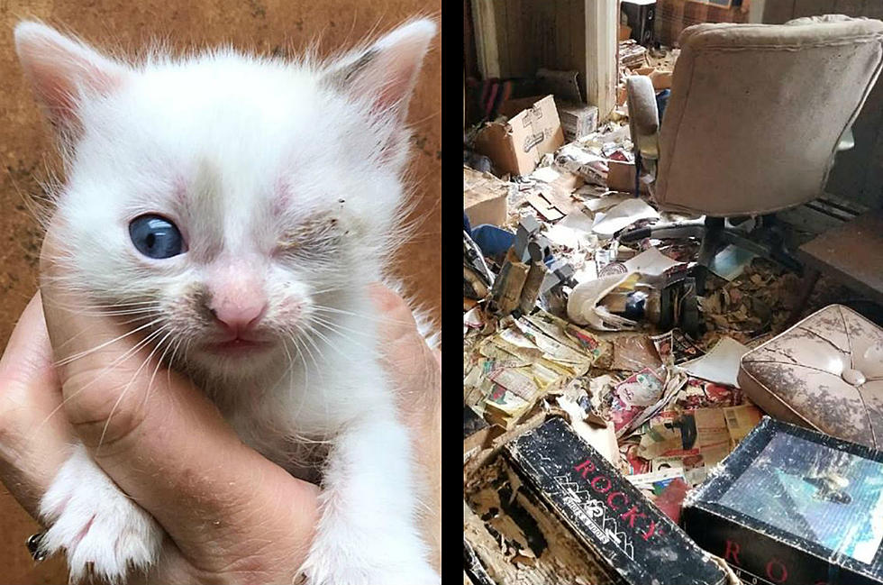 NJ shelter takes in 50 cats from hoarding horror — You can help