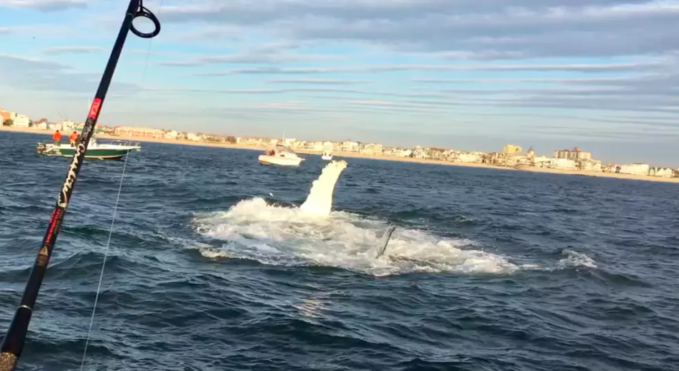 Check out this huge whale off the Jersey shore!