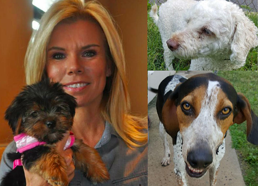 Hamilton shelter ends on-demand pet killing after scathing NJ report