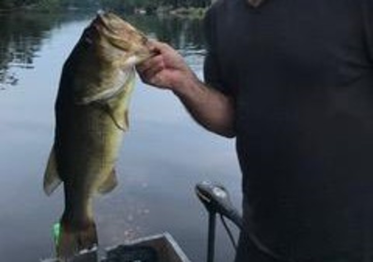 Did Dennis catch the state record Largemouth Bass?