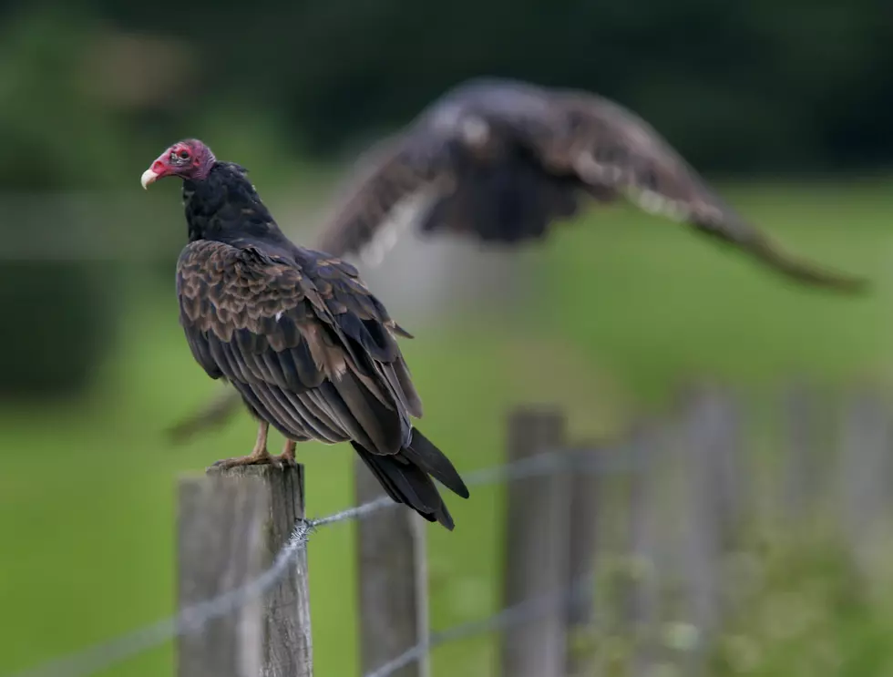 Turkey vulture dining on my front lawn