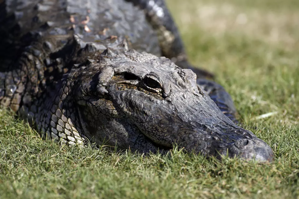 Watch your pets! Another alligator in New Jersey